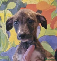 Whippet dogs - Advert 8