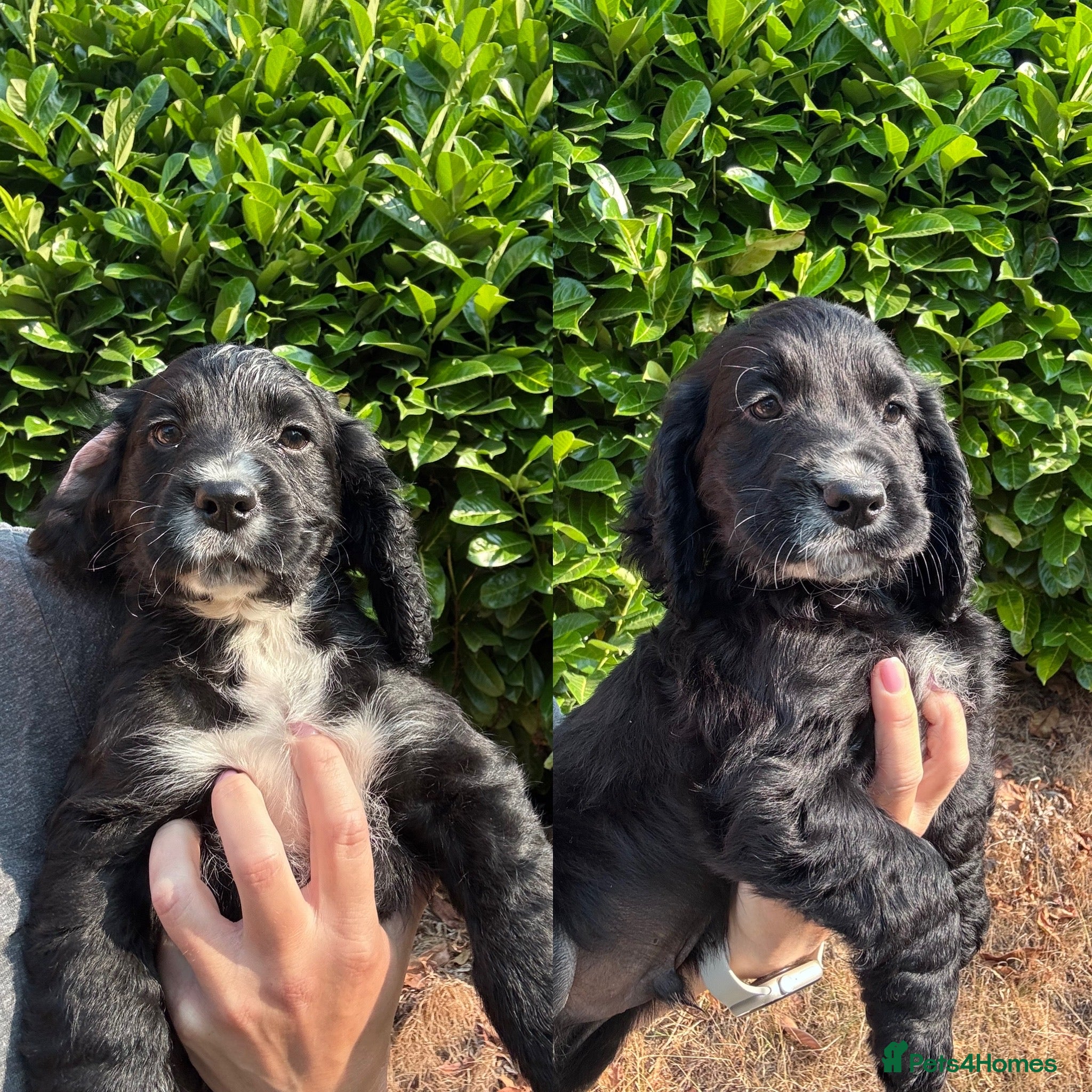 Cocker Spaniel dogs Working cocker Spaniel pups KC/health tested - Advert 6