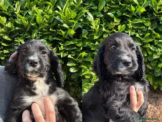 Cocker Spaniel dogs Working cocker Spaniel pups KC/health tested - Advert 6
