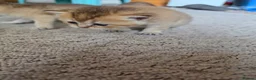 British Shorthair cats for sale: British Shorthair Golden Chinchilla Kittens - Advert 2