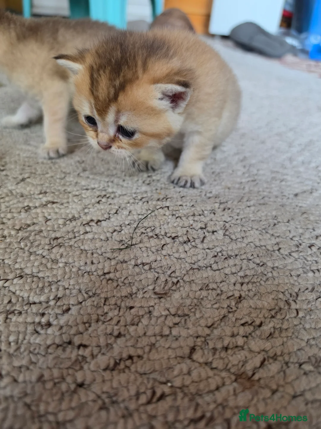 British Shorthair cats for sale: British Shorthair Golden Chinchilla Kittens - Advert 2