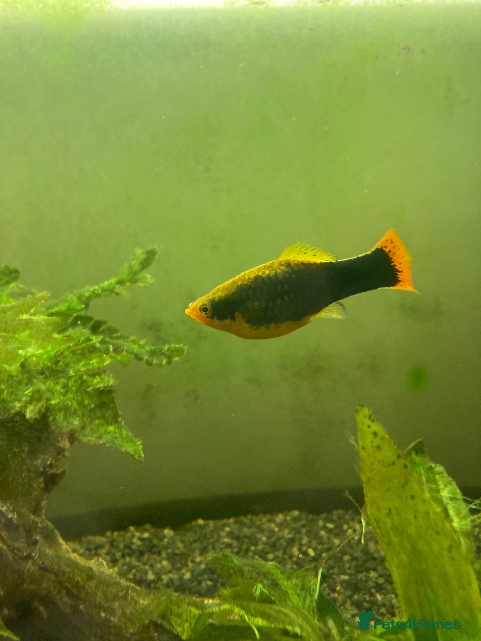 Platies fish Platy fish - Advert 9
