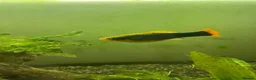 Platies fish for sale: Platy fish - Advert 1