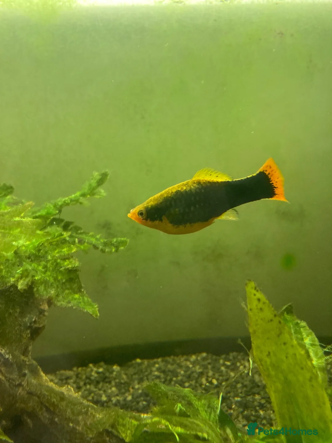 Platies fish for sale: Platy fish - Advert 1