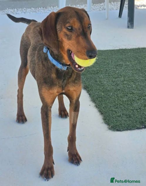 Mixed Breed dogs James 1 Year Old Segugio Hound Gentle Sensitive • - Advert 1