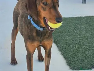 Mixed Breed dogs James 1 Year Old Segugio Hound Gentle Sensitive • - Advert 1