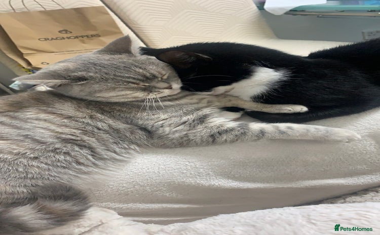 British Shorthair cats - Advert 1