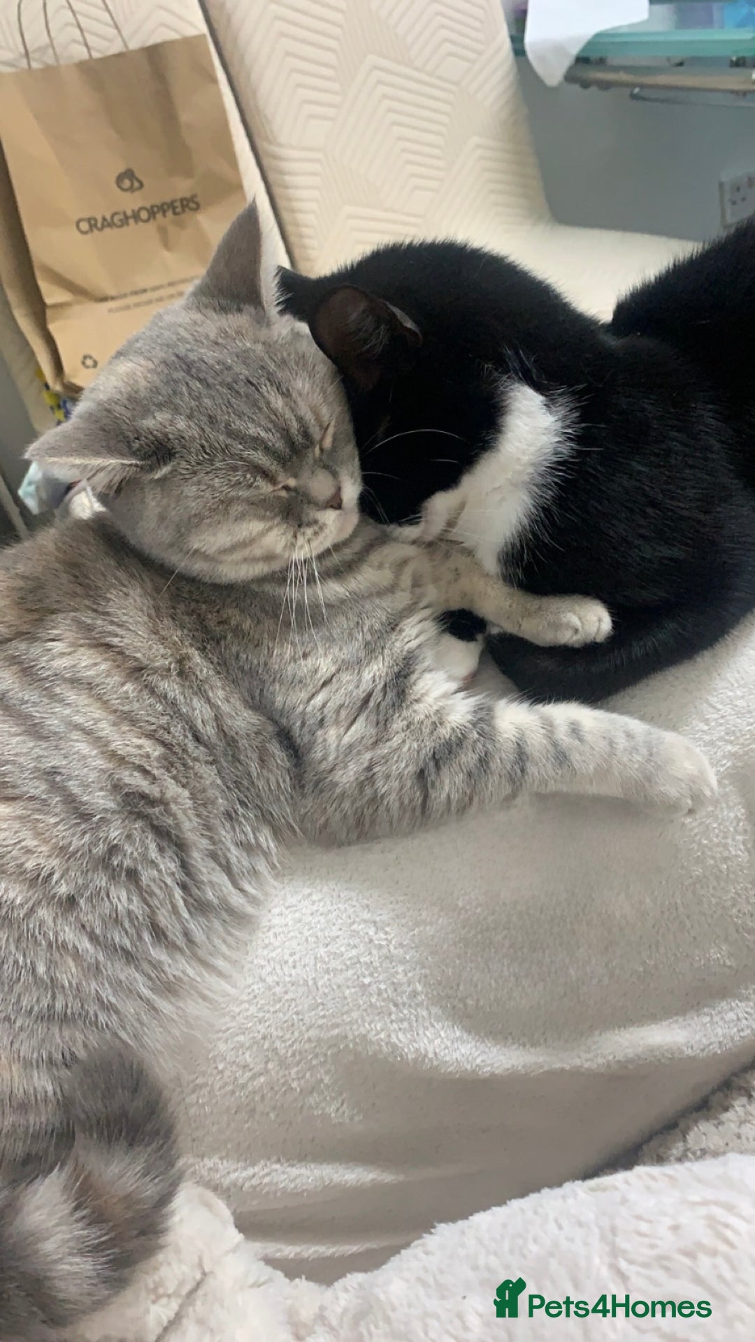 British Shorthair cats for sale: Grey British Shorthair & Black Domestic Shorthair - Image 1