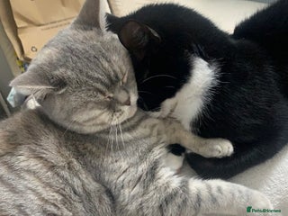 British Shorthair cats for sale - Advert 1