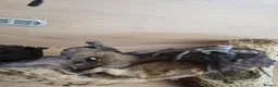 Bearded Dragon reptiles for sale: Baby bearded dragon  in Bridgend - Advert 24