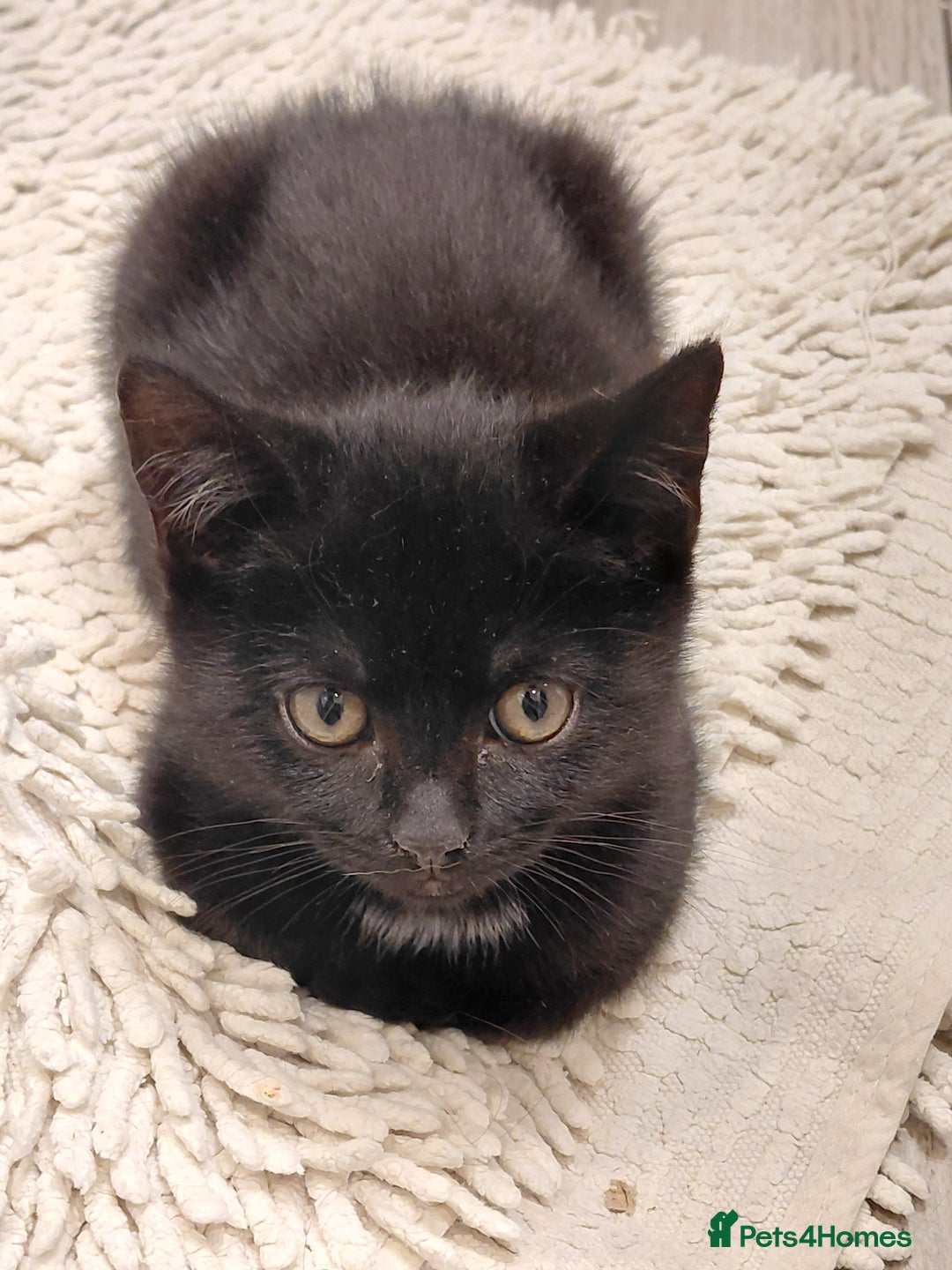 Bombay cats for sale: Kittens for sale - Advert 5