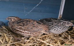 Quail poultry for sale: Japanese Quail HATCHING EGGS - Image 5