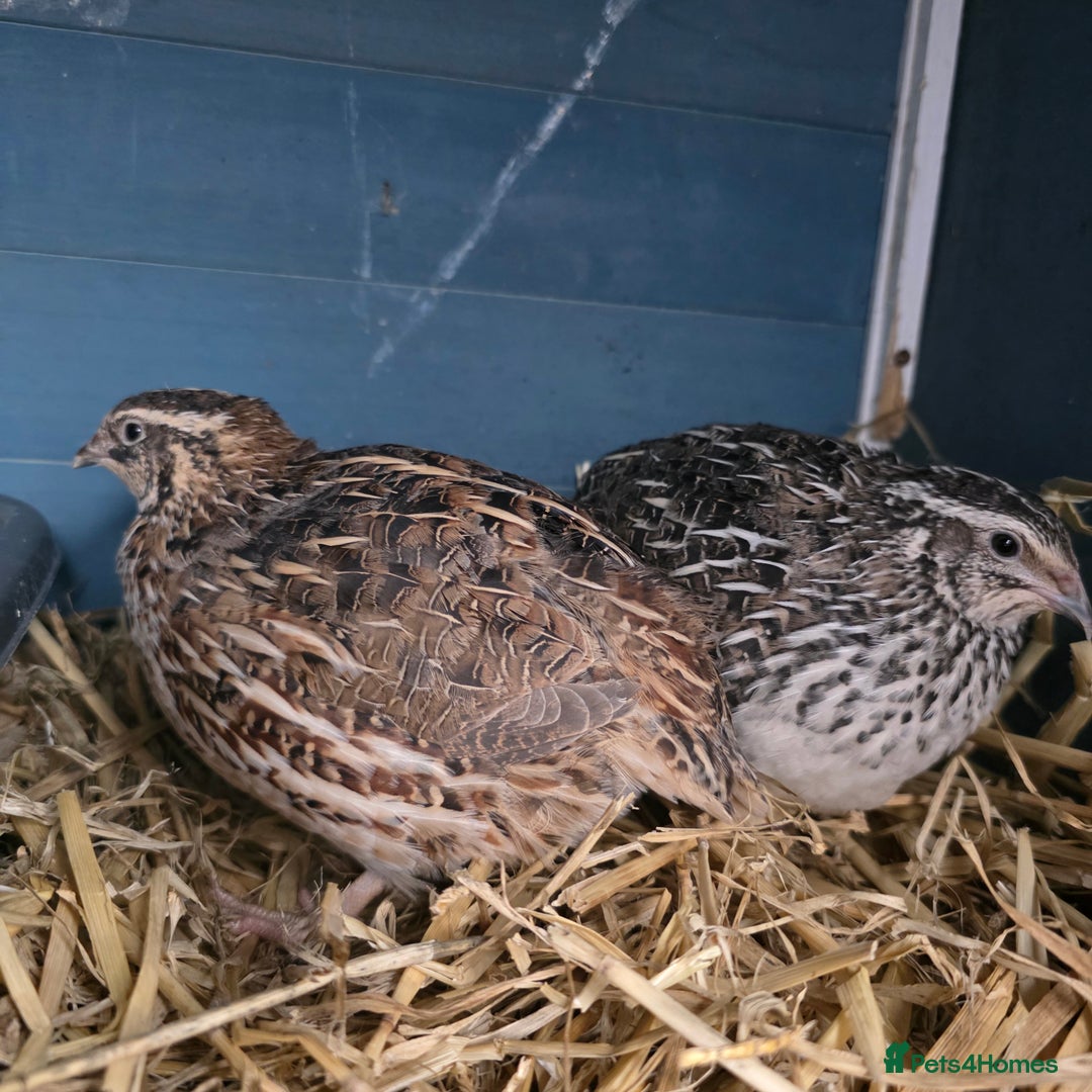 Quail poultry for sale: Japanese Quail HATCHING EGGS - Image 5