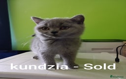 British Shorthair cats for sale: Blue British Shorthair kittens - Image 2
