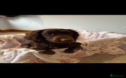 Cocker Spaniel dogs for sale: Fully health tested/champion bloodlines - Image 16