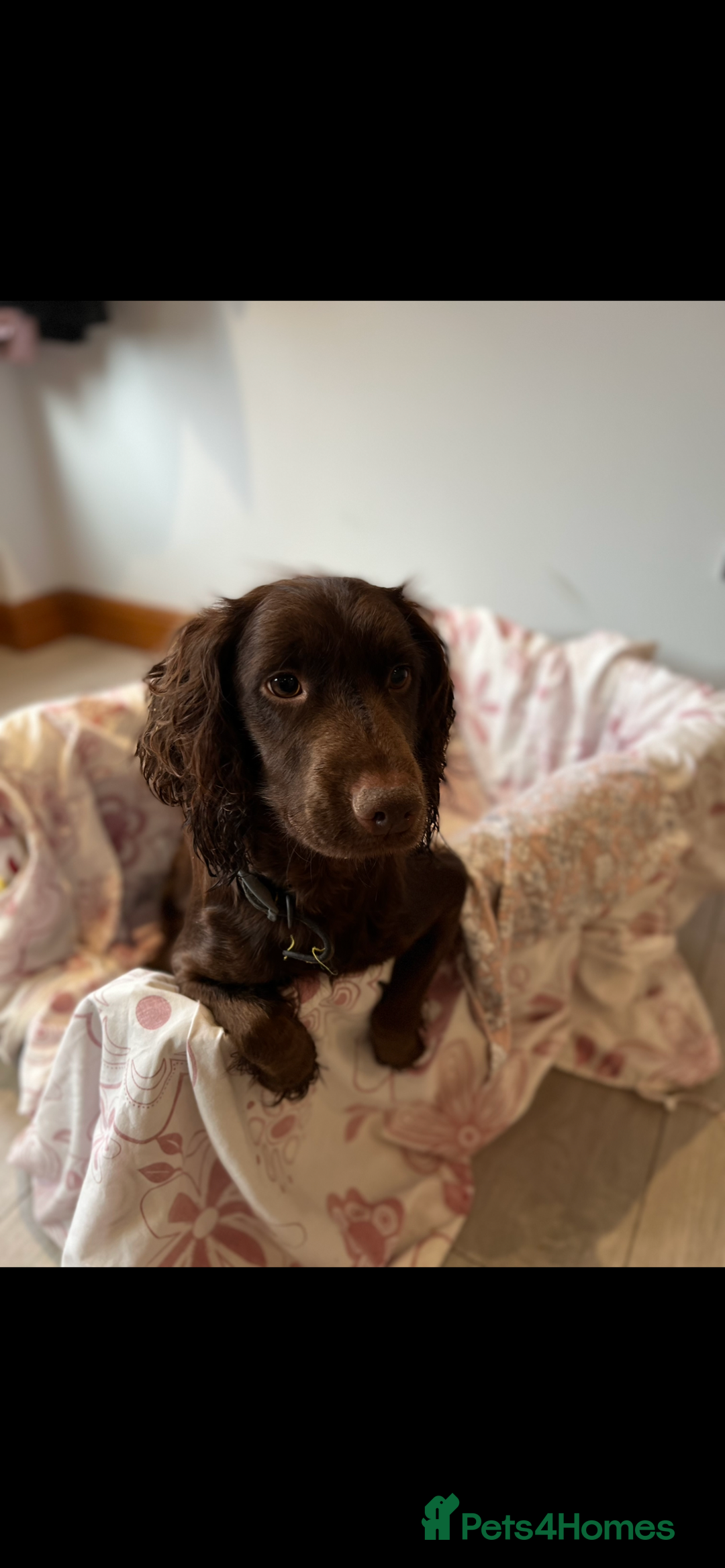 Cocker Spaniel dogs for sale: Fully health tested/champion bloodlines - Image 16