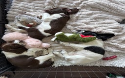 English Springer Spaniel dogs for sale: Springer Spaniels - Image 10