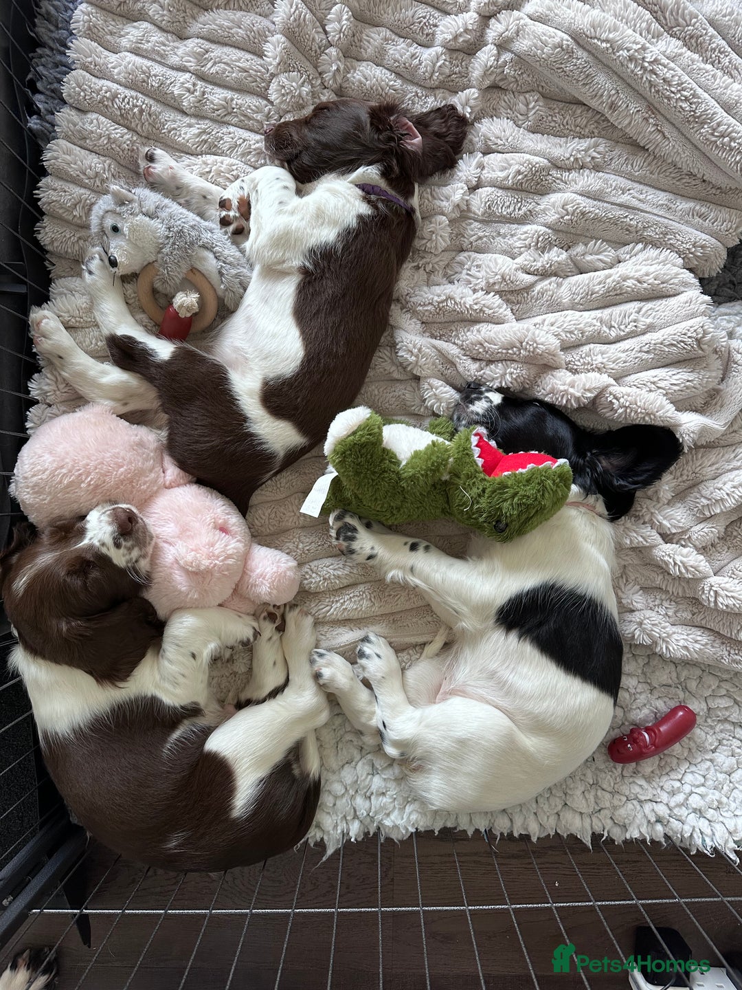 English Springer Spaniel dogs for sale: Springer Spaniels - Image 10