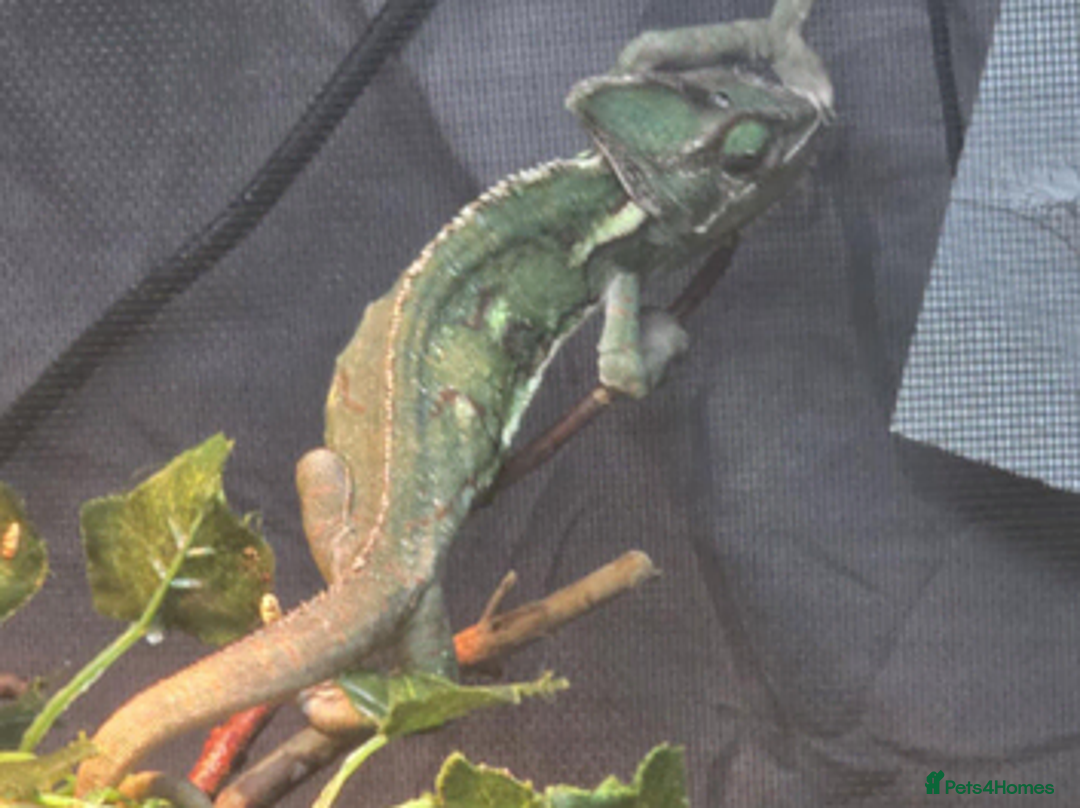 Chameleon reptiles for sale: Pandora the chameleon  - Advert 1
