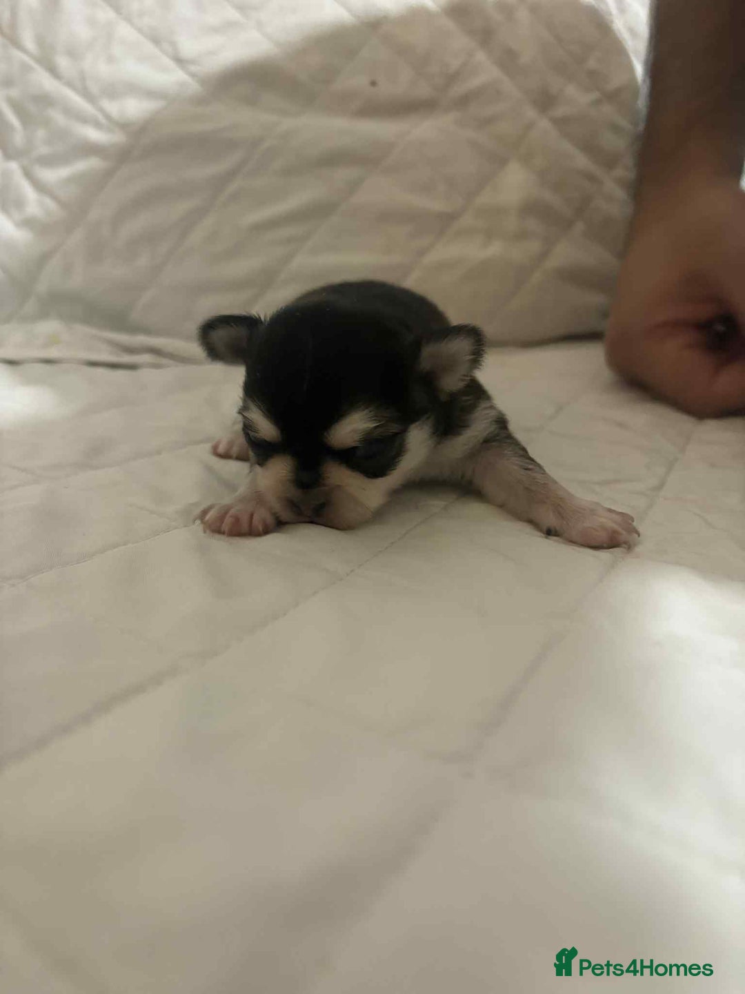Chihuahua dogs for sale: Very rare long chihuahua for sale  - Advert 7