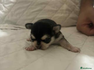 Chihuahua dogs Very rare long chihuahua for sale - Advert 18