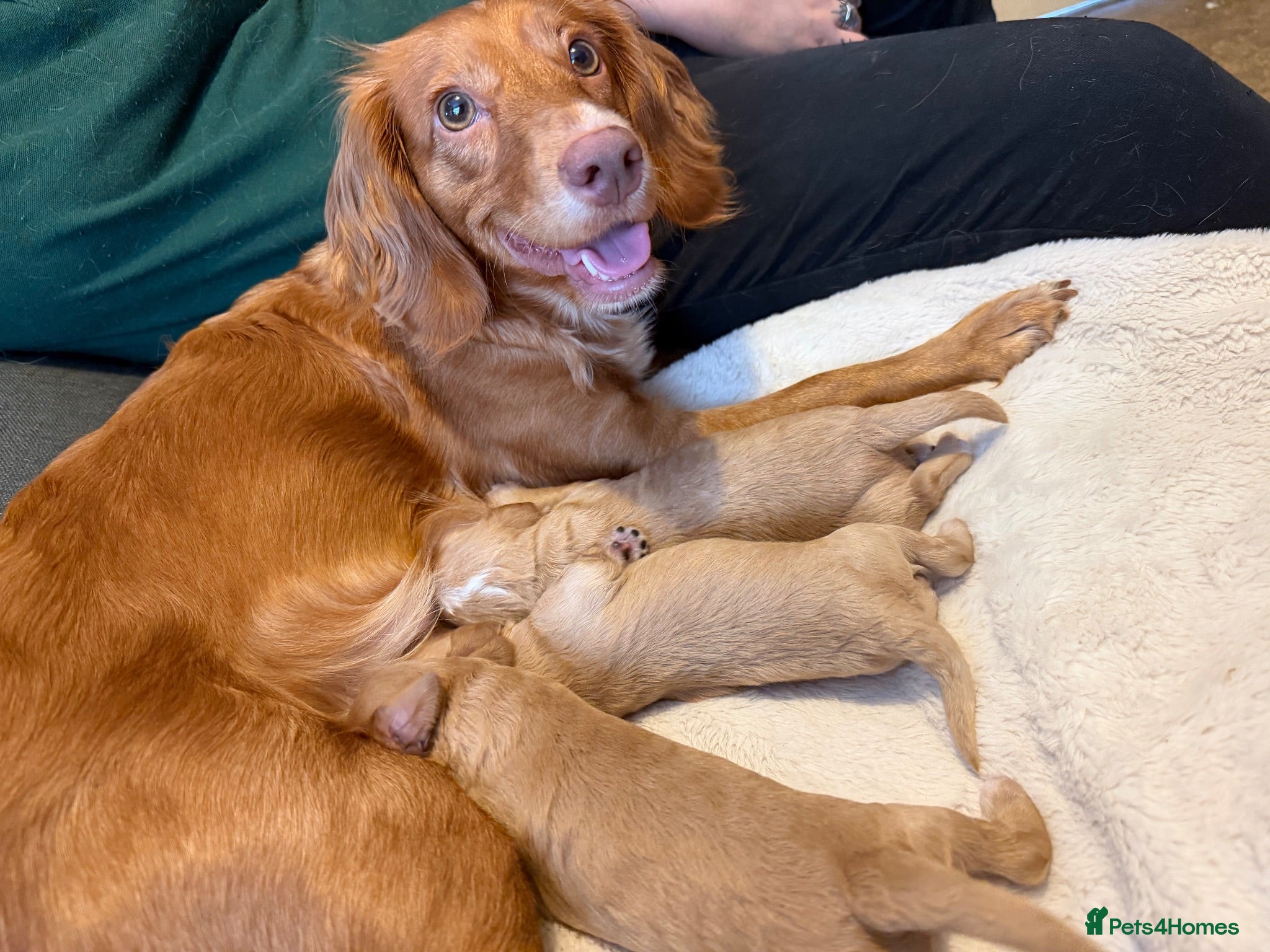 Mixed Breed dogs Puppies for sale  - Advert 1