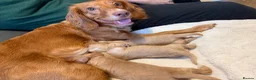 Mixed Breed dogs for sale: Puppies for sale  - Advert 1