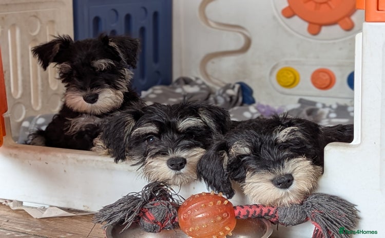 Miniature Schnauzer dogs - Advert 11