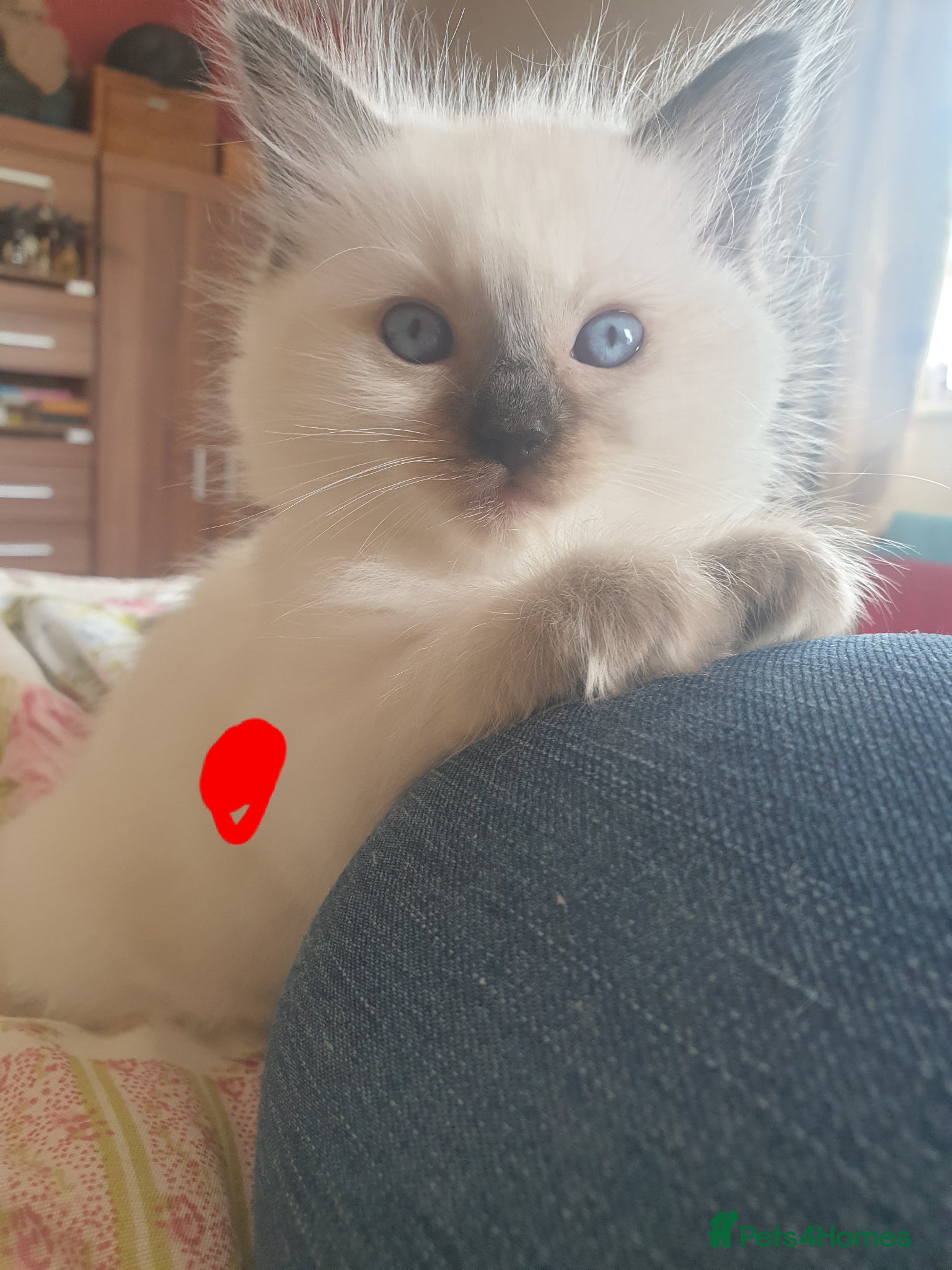 Ragdoll cats for sale: Ragdoll fluffy kittens x 4 chocolate seal point - Advert 20