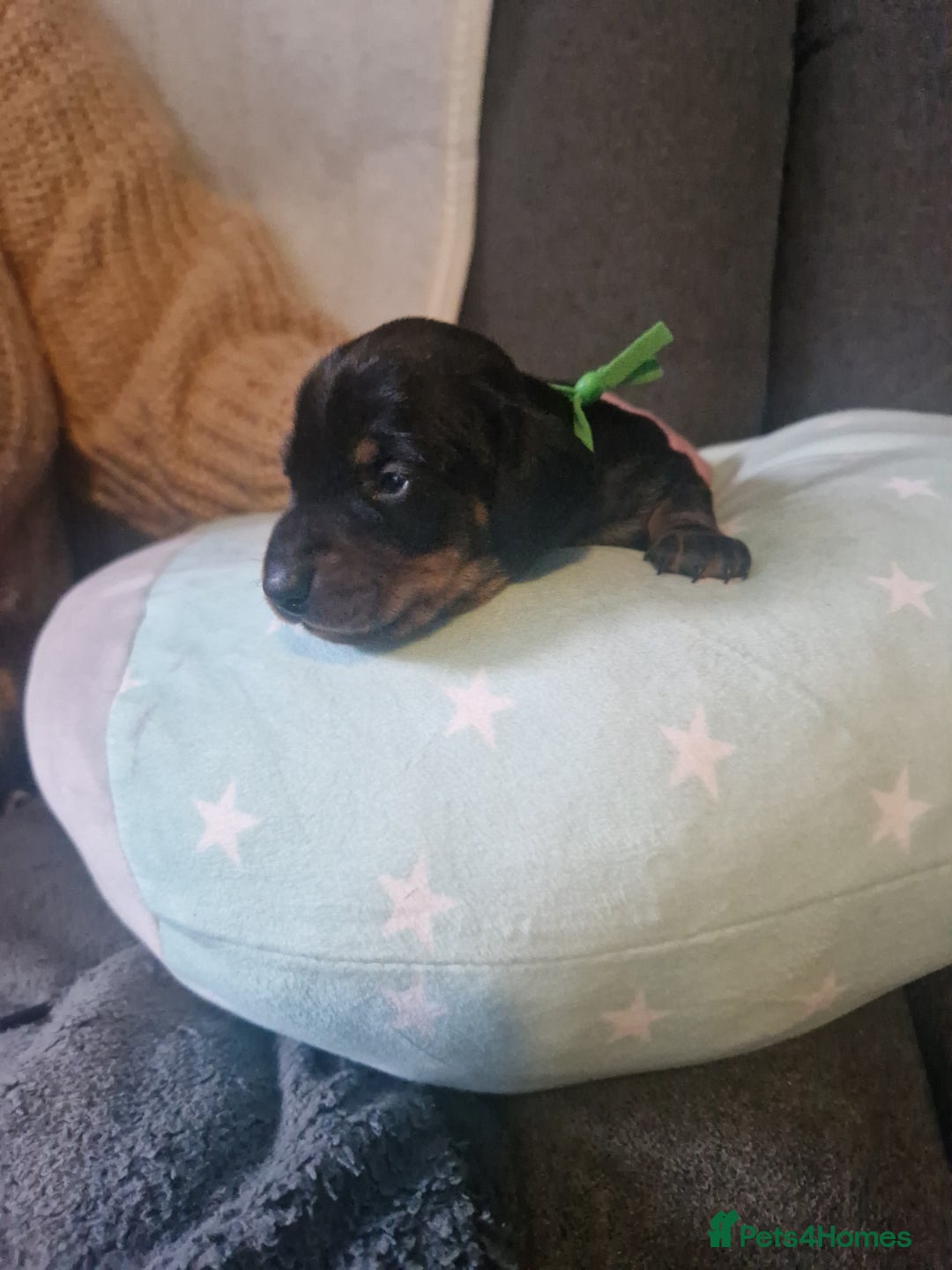 Miniature Dachshund dogs for sale: Miniature dachshund  - Advert 17