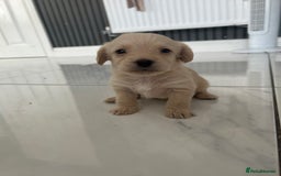 Mixed Breed dogs for sale: REDUCED - Cockapoochi Puppies - READY TO VIEW 🐶 - Image 16