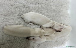Miniature Dachshund dogs for sale: 🥰 3 cream smooth haired ready 6th November🥰  - Image 1
