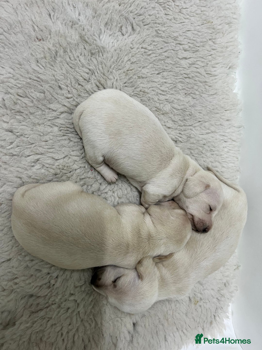 Miniature Dachshund dogs for sale: 🥰 3 cream smooth haired ready 6th November🥰  - Image 1