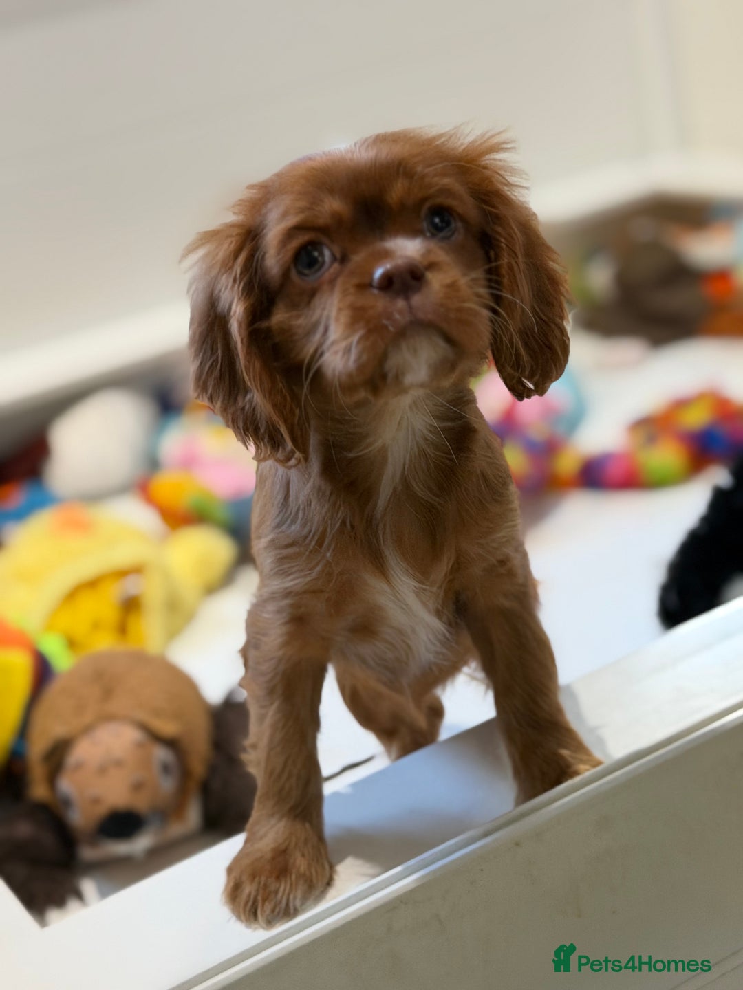 Cavalier King Charles Spaniel dogs for sale: Chocolate and tan Cavalier king charles - Advert 17