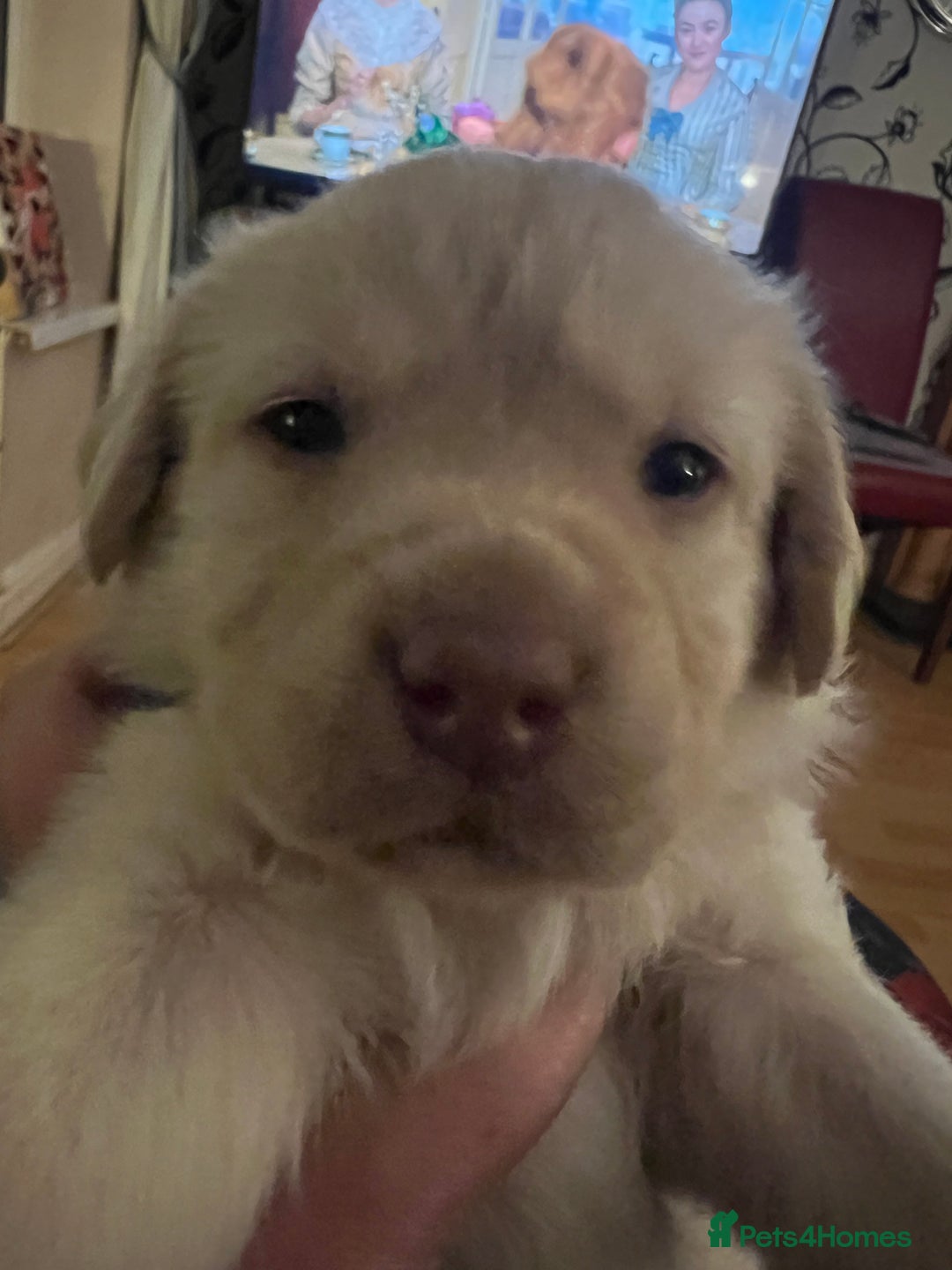 Labrador Retriever dogs for sale: Beautiful KC registered Labrador puppies  - Advert 5