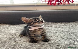 Bengal cats for sale: Charcoal Bengal kitten  - Image 9