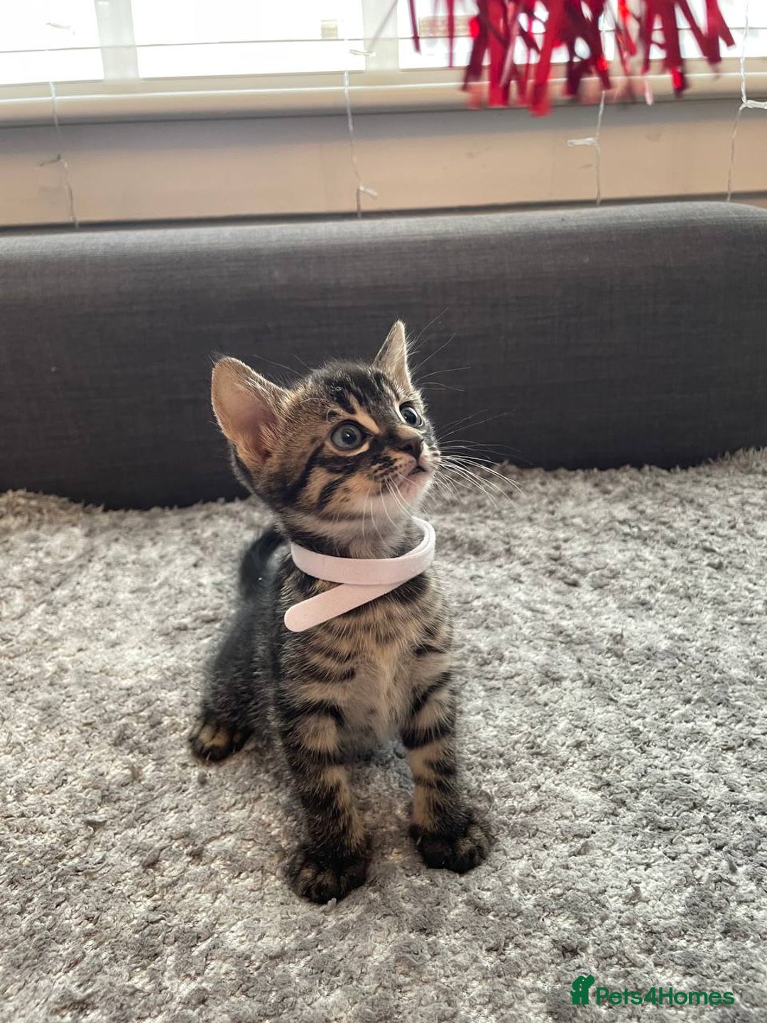 Bengal cats for sale: Charcoal Bengal kitten  - Image 9