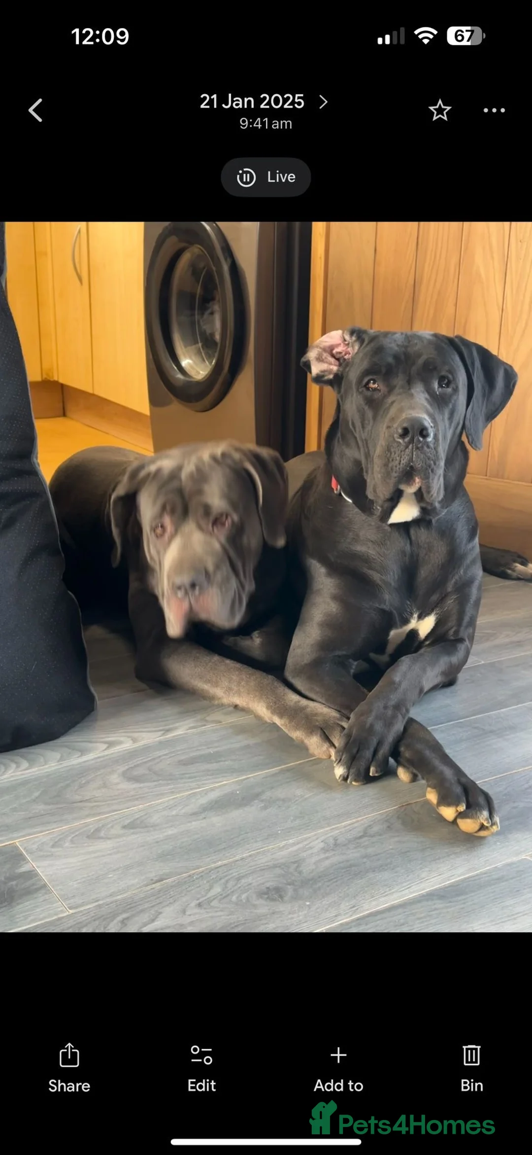 Cane Corso dogs for sale: Great Dane x cane corso  - Advert 8