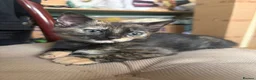 Mixed Breed cats for sale: Adorable kittens ready for loving homes - Advert 4