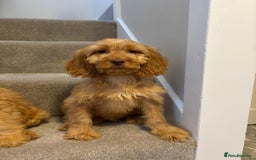 Cockapoo dogs for sale: Cockapoo puppies ready now  - Image 8