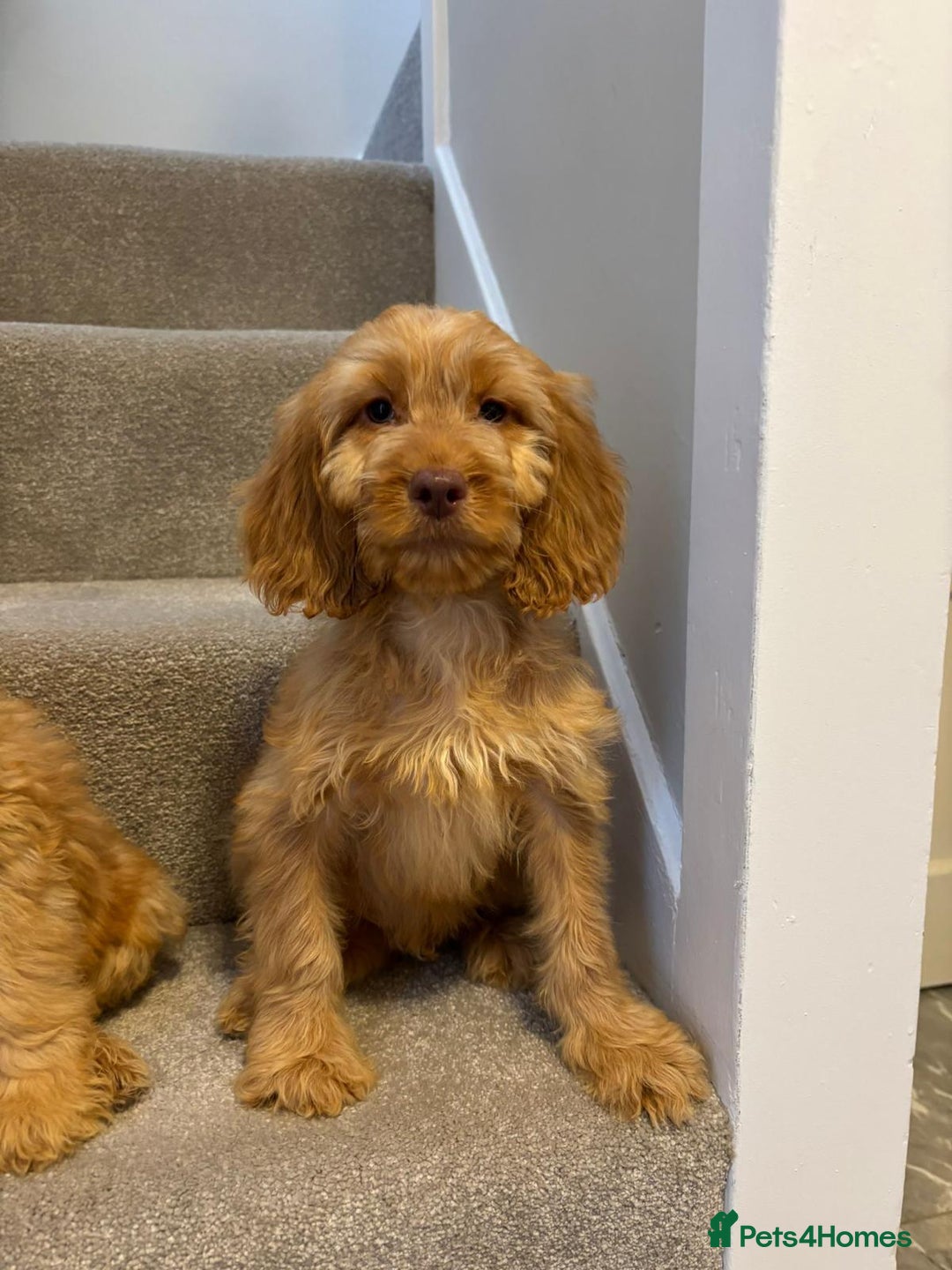 Cockapoo dogs for sale: Cockapoo puppies ready now  - Image 8