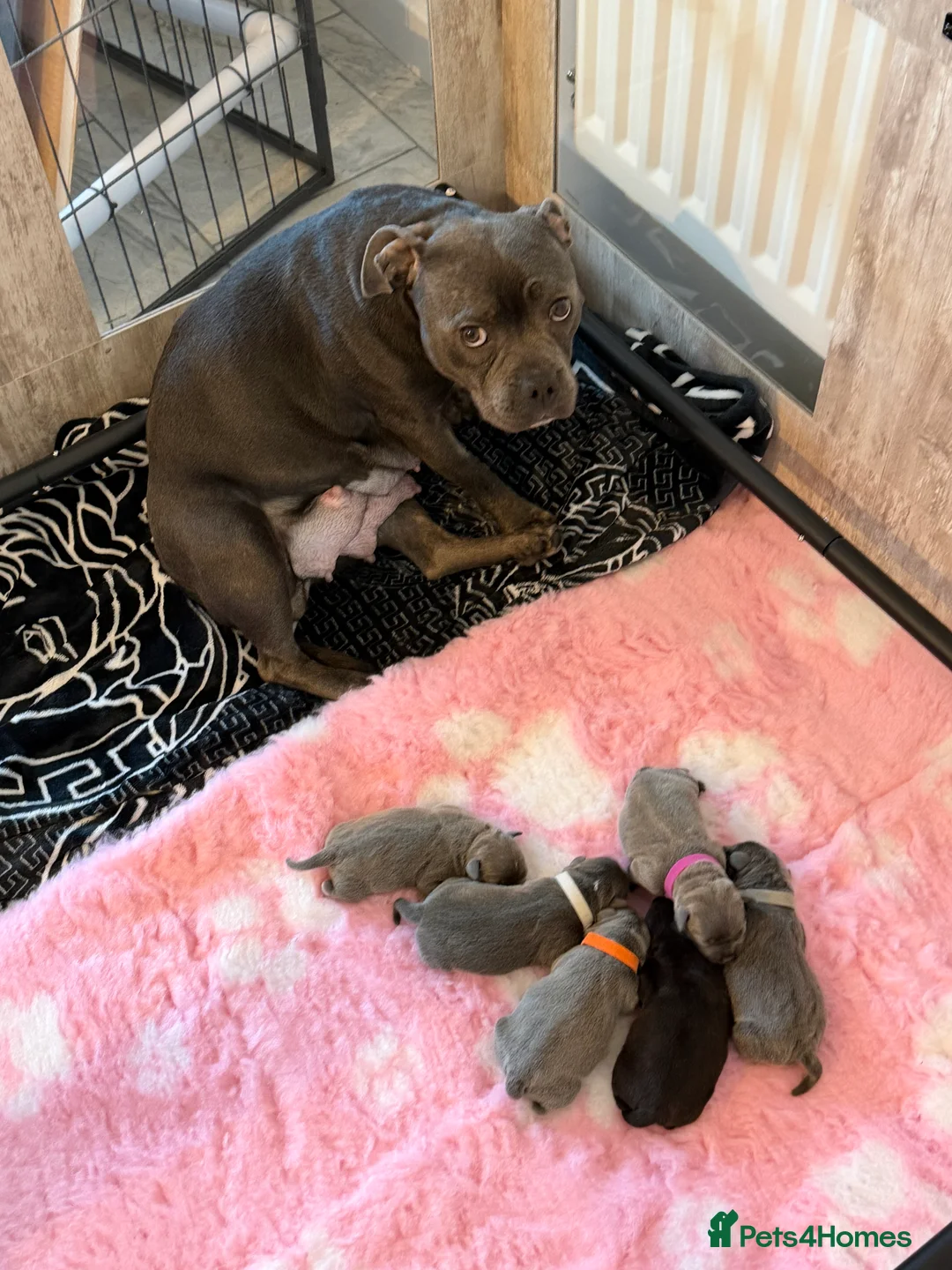 Staffordshire Bull Terrier dogs for sale: BEAUTIFUL BLUE STAFFORDSHIRE BULL TERRIER  in Kidderminster - Advert 13