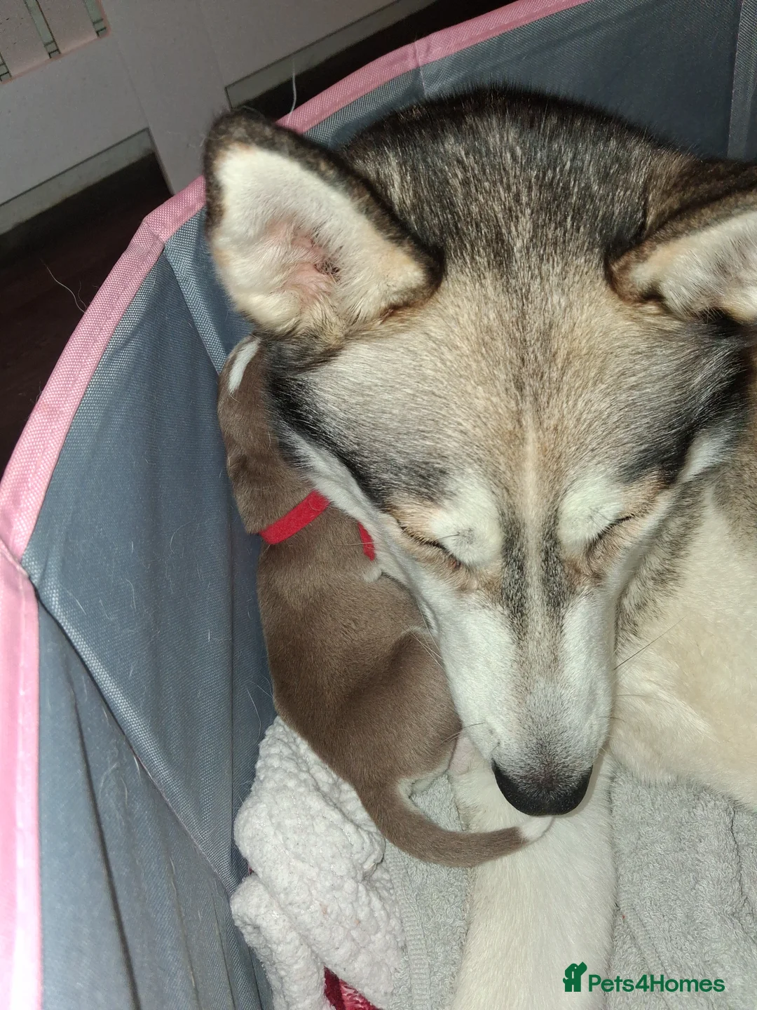 Siberian Husky dogs for sale: Sandra  - Advert 1