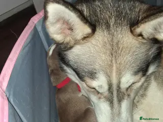 Siberian Husky dogs Sandra - Advert 5