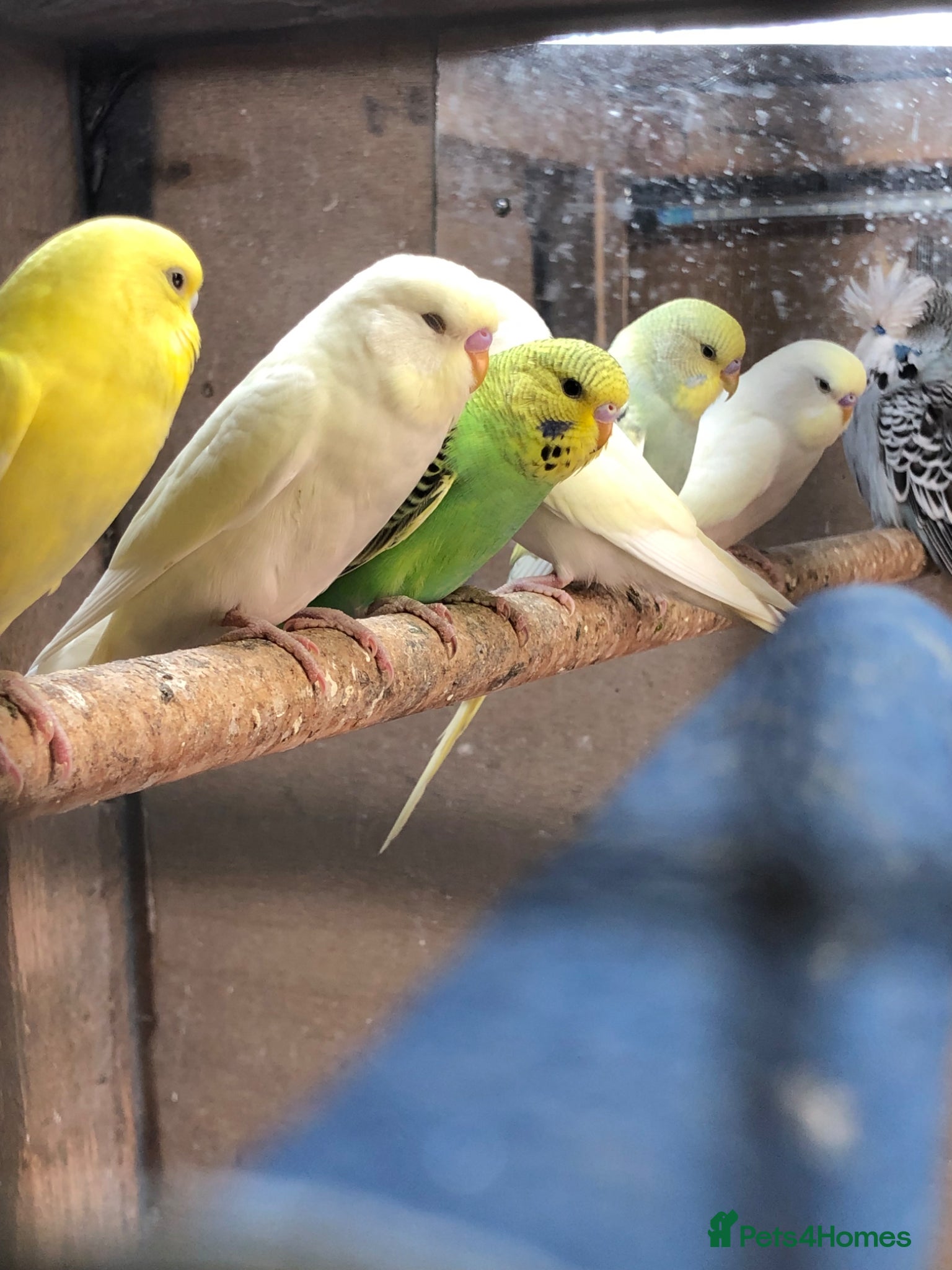 Budgerigars birds Semi tame baby budgies  - Advert 1