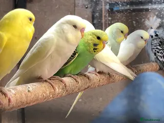 Budgerigars birds Semi tame baby budgies - Advert 15