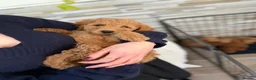 Mini Goldendoodle dogs for sale: Beautiful Miniature Goldendoodles Ready Now - Advert 9