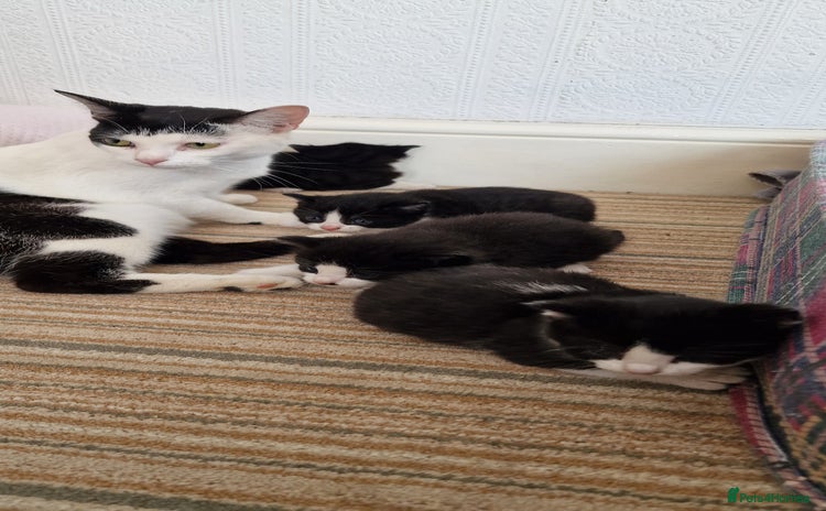 Mixed Breed cats - Advert 7