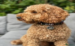 Goldendoodle dogs for sale: Beautiful F1B Goldendoodle - Image 8