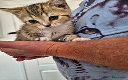Selkirk Rex cats for sale: Pedigree Selkirk rex  kittens ready now  in Burnham-on-Sea - Image 29